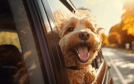 Pet Pickup-drop off x 1