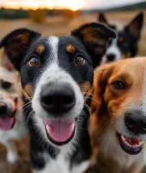 Pet Daycare x 1