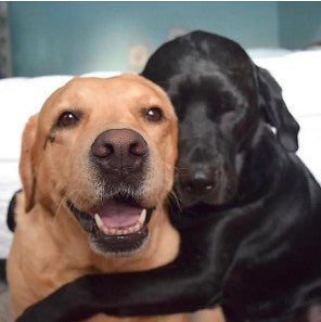 Additional pet +1