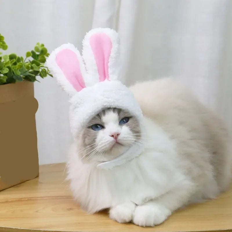 Kitty bunny ears